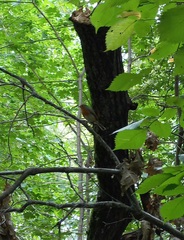 Erithacus rubecula