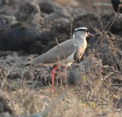 Vanellus coronatus