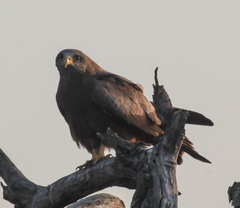 Milvus migrans parasitus