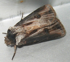 Agrotis venerabilis