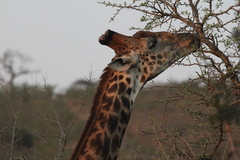 Giraffa camelopardalis