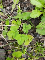 Potentilla micrantha