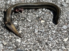 Ophisaurus ventralis