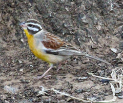 Emberiza flaviventris