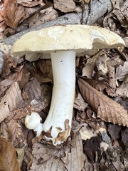 Russula compacta