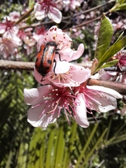 Astylus trifasciatus