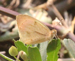 Colotis auxo