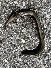 Ophisaurus ventralis