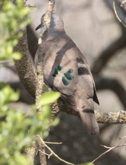 Turtur chalcospilos