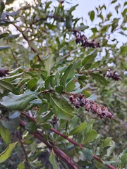 Escallonia illinita