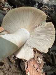 Russula compacta