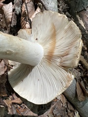 Russula compacta