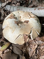 Russula compacta