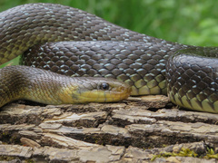 Zamenis longissimus