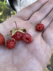 Rubus pubescens