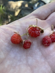 Rubus pubescens
