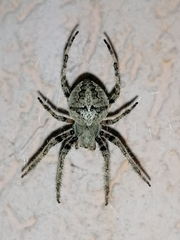 Araneus