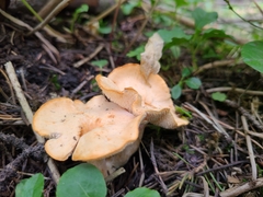 Hydnum repandum