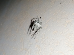 Araneus