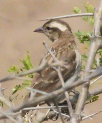 Gymnoris superciliaris