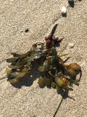 Fucus spiralis