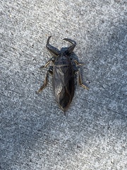 Lethocerus americanus
