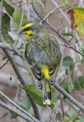 Crithagra mozambica