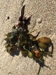 Fucus spiralis