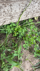 Oxalis dillenii