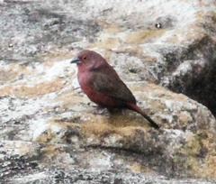 Lagonosticta rhodopareia