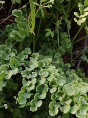 Adiantum chilense