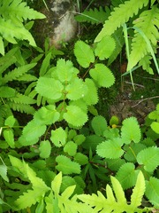 Sanguisorba canadensis