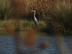 Ardea cinerea cinerea