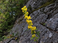 Solidago squarrosa