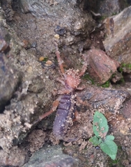 Ammotrechidae