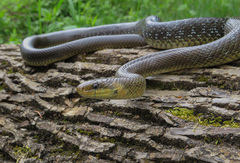 Zamenis longissimus