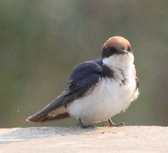 Hirundo smithii
