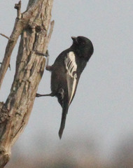 Melaniparus niger