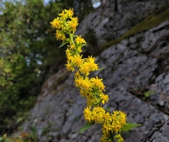 Solidago squarrosa