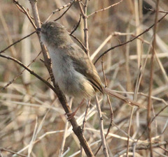 Prinia subflava