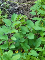 Sanguisorba canadensis