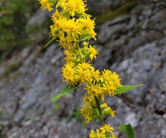Solidago squarrosa