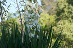 Yucca gloriosa