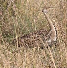 Lissotis melanogaster