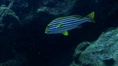 Plectorhinchus vittatus