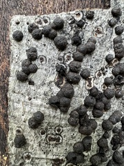 Hypoxylon fragiforme
