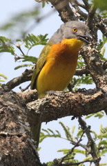 Malaconotus blanchoti