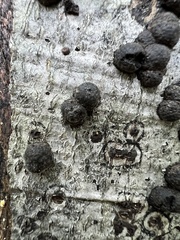 Hypoxylon fragiforme