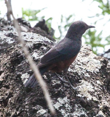 Thamnolaea cinnamomeiventris