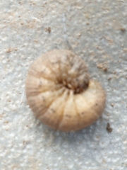Noctua fimbriata